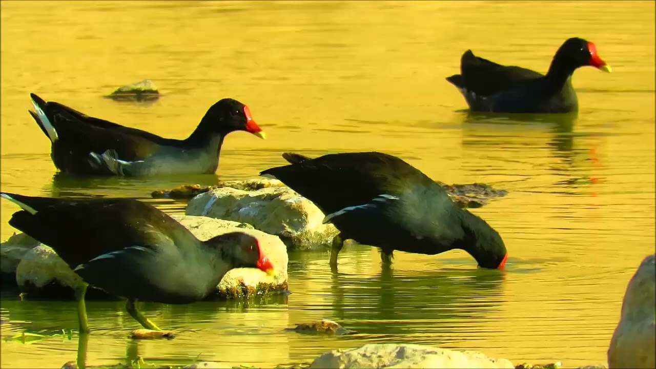 تكاثر دجاج الماء في سد وادي حنيفة  Common moorhen انواع دجاج الماء common coot