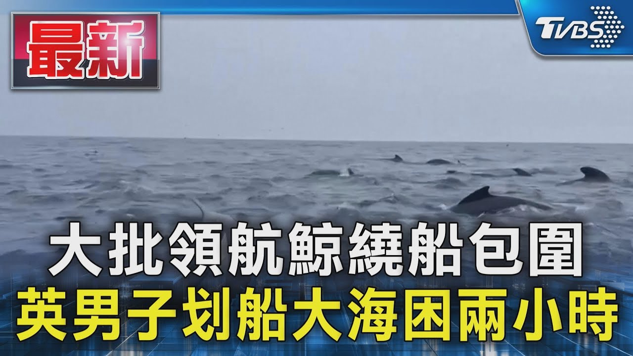 大批領航鯨繞船包圍 英男子划船大海困兩小時｜TVBS新聞 @TVBSNEWS01