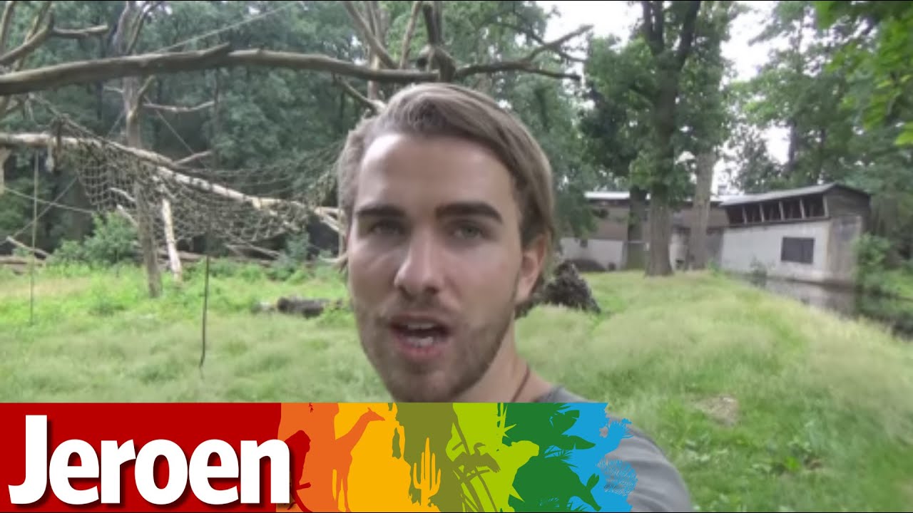 De chimps lossen hun eigen problemen op!