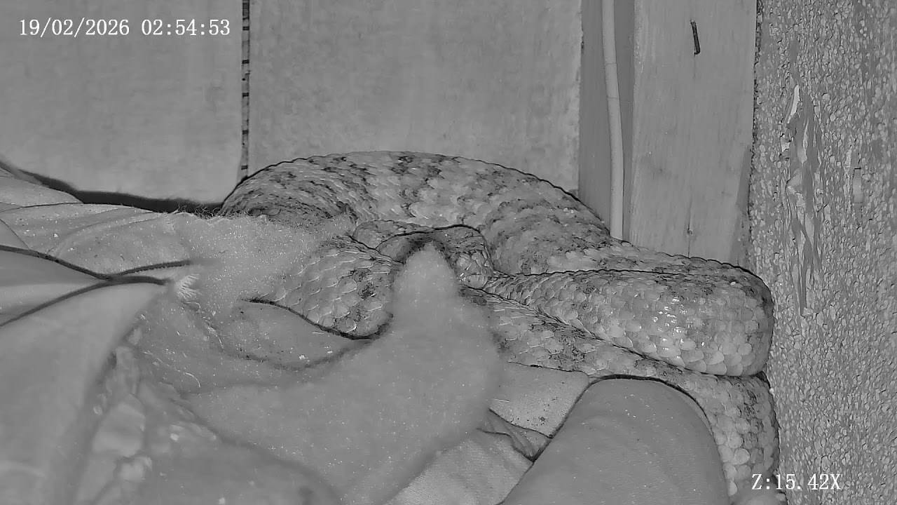 Joshua Tree Rattlesnake cam Live Stream