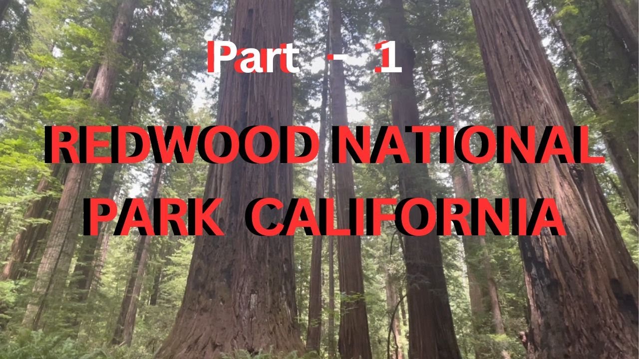 Redwood Forest National Park, USA California