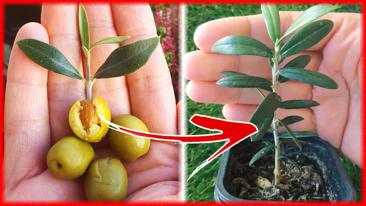Cómo Germinar ACEITUNAS u OLIVAS - Éxito asegurado - Semillas de Olivo
