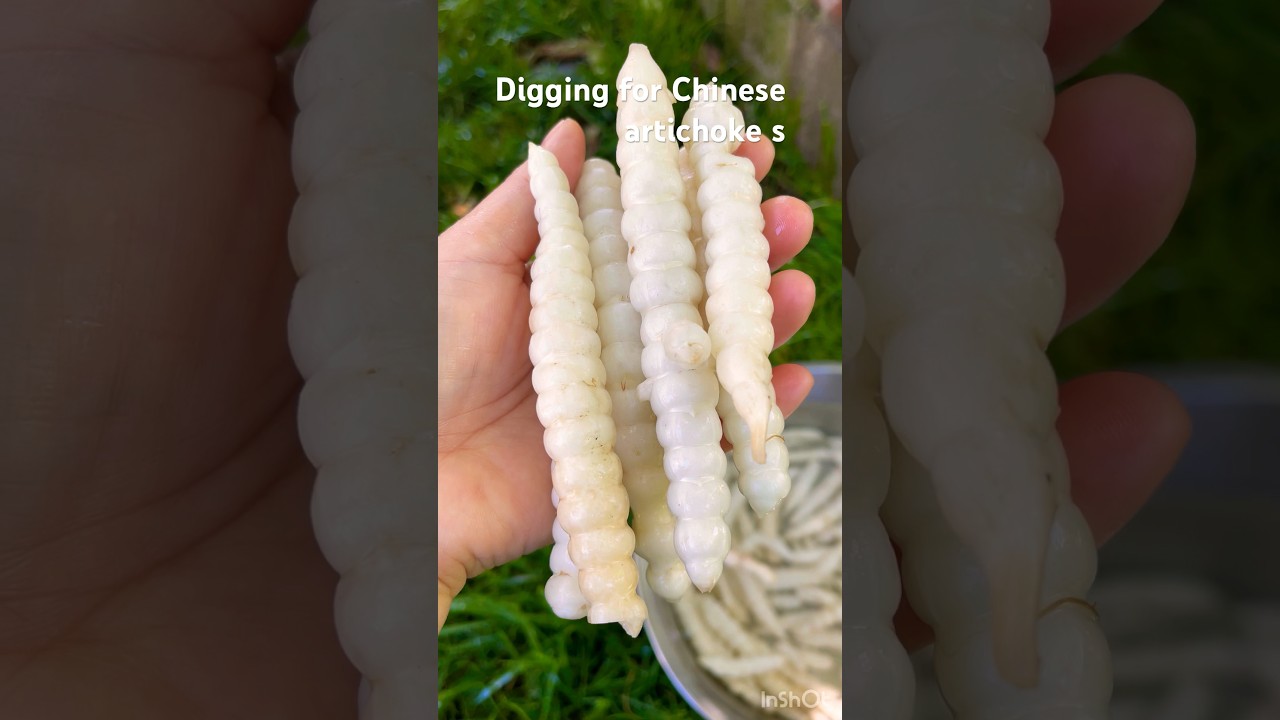 It&rsquo;s time to harvest my Chinese artichokes