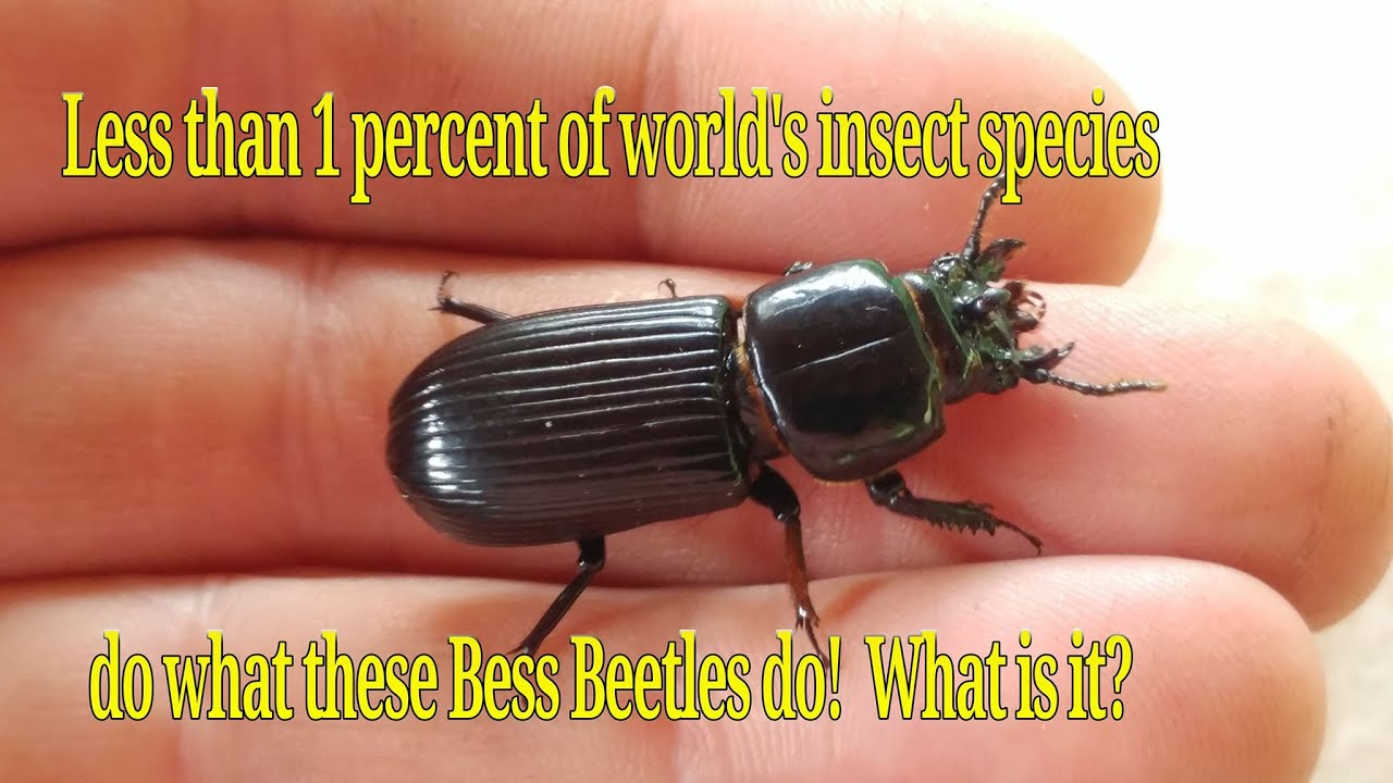 Bess Beetles are the BEST Parents in insect World! What insects do this? Family Passalidae.