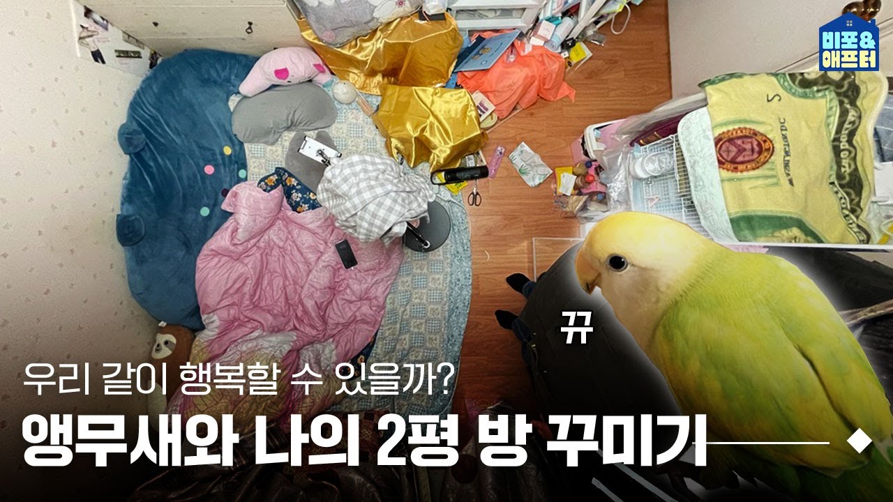 [EN/JP] 니가 왜 여기서 나와..? 2평 방, 사랑하는 앵무새와 함께 살아요🦜 I 비포애프터 ep.63