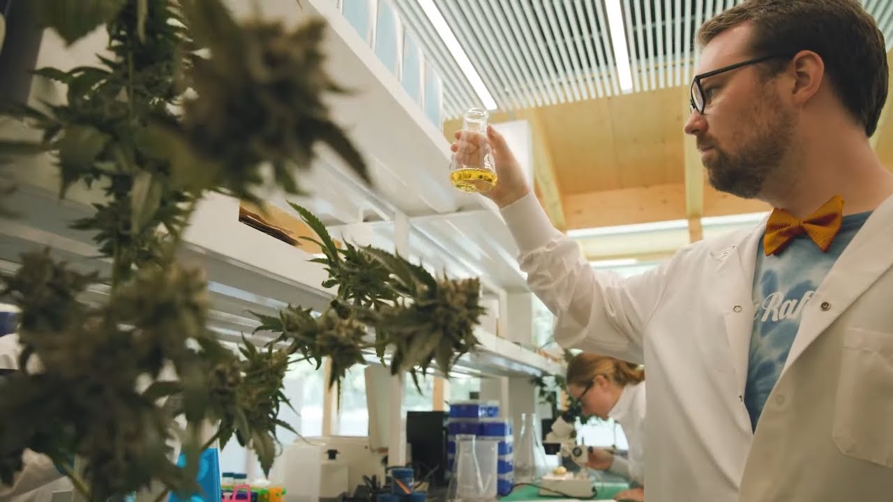 Video Production | Aurora Cannabis's San Rafael '71: Cultivation and breeding team