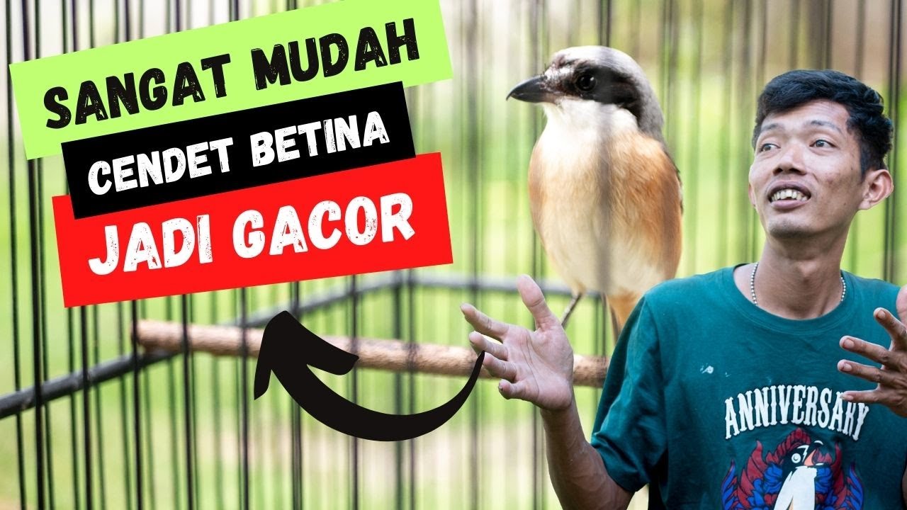 MUDAH Menggacorkan Cendet Betina - Simak Sampai Selesai Pengalaman Mas Febri