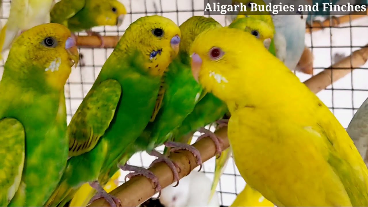 Budgies Parrots Full Detail Information @aligarhbudgiesandfinches
