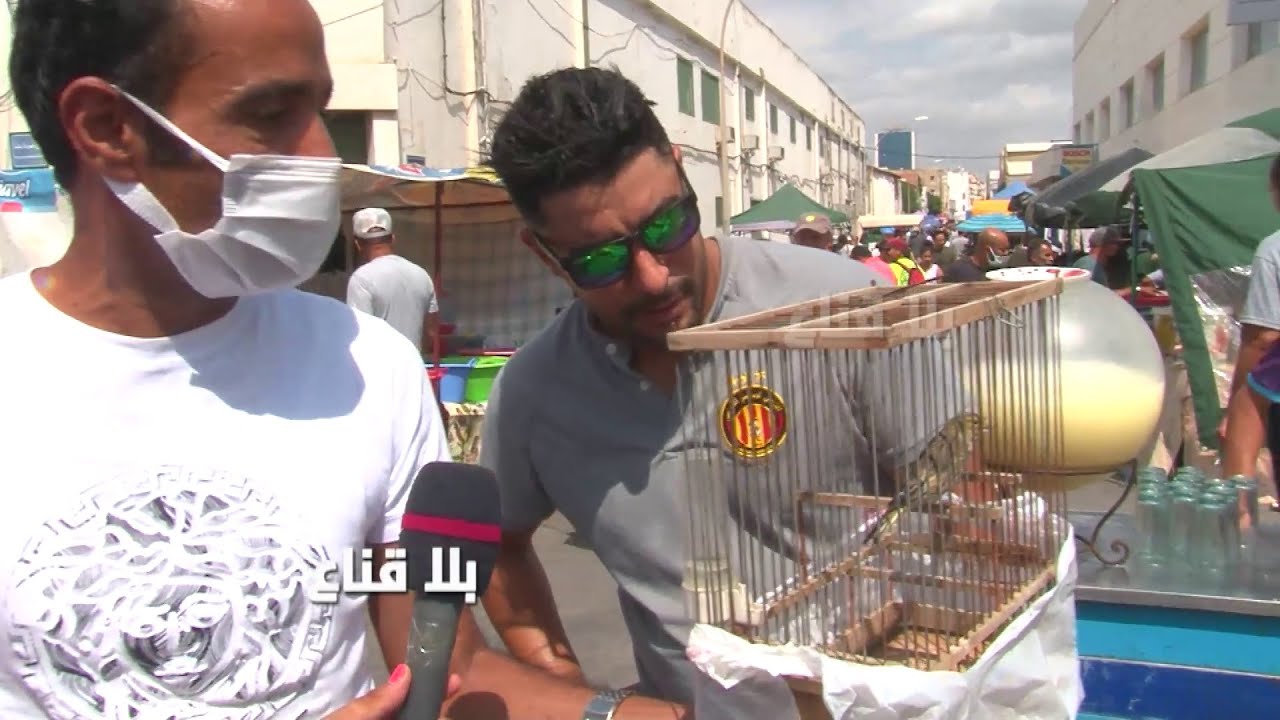 bila kinaa | عصافير الزينة..من الأربعين للمائة وخمسين دينارا..الأسوام كاسحة والشاري يحب يشريه بألفين