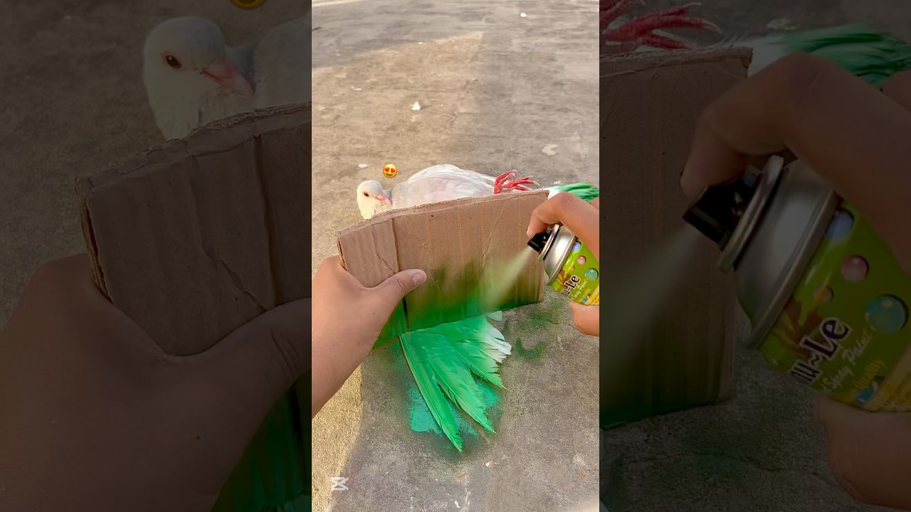 Kabutar Ko Colour Karna Ka Tarika 🥰🎨🕊️ || #viral #petsforshoq #supportme #subscribe #like