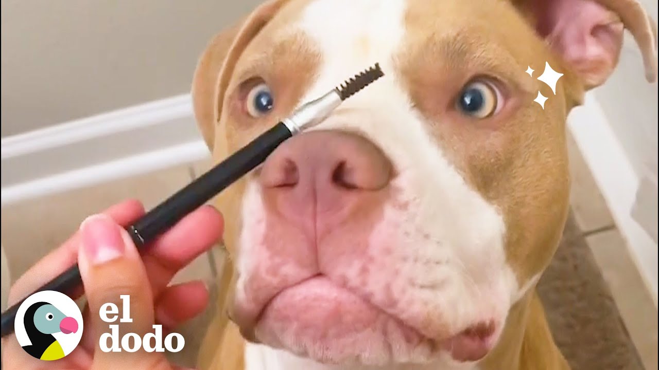 Pitbull insiste en participar en la rutina de belleza de mamá | Puro Pitbull | El Dodo