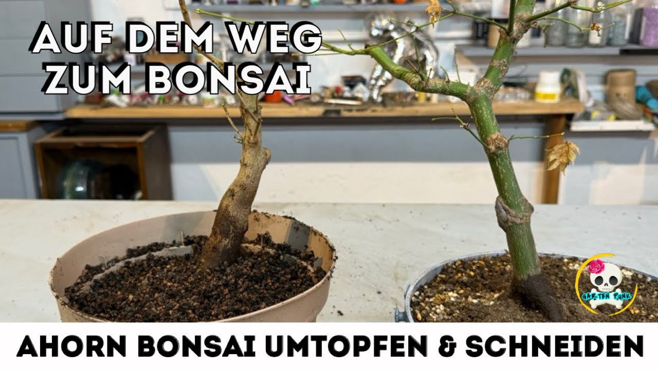 Ahorn Bonsai umtopfen & schneiden - Bonsai selber ziehen