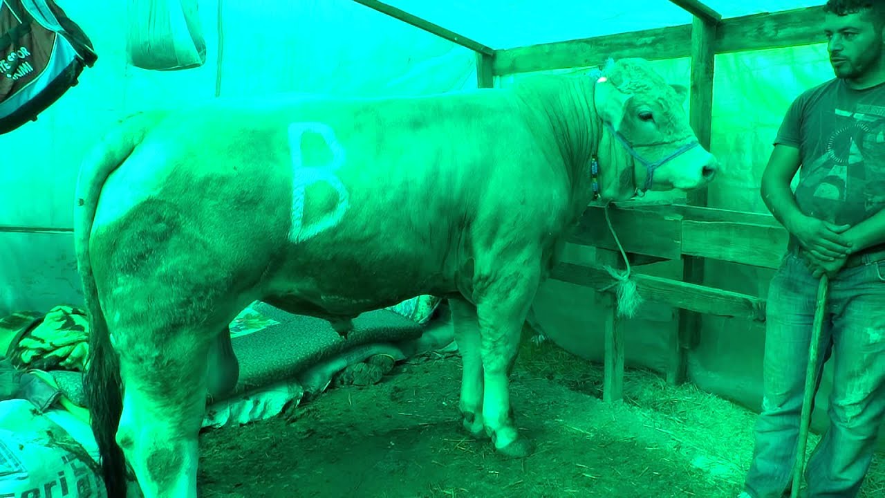 Süper Barış Kurban Çadırı Sivas Zara Eymir Köyü Maşallah Muhtarım İstanbul