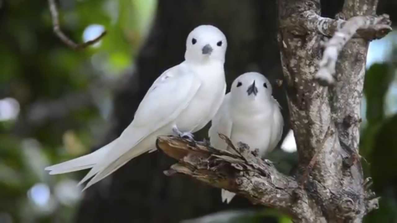 Bird Island, Seychelles