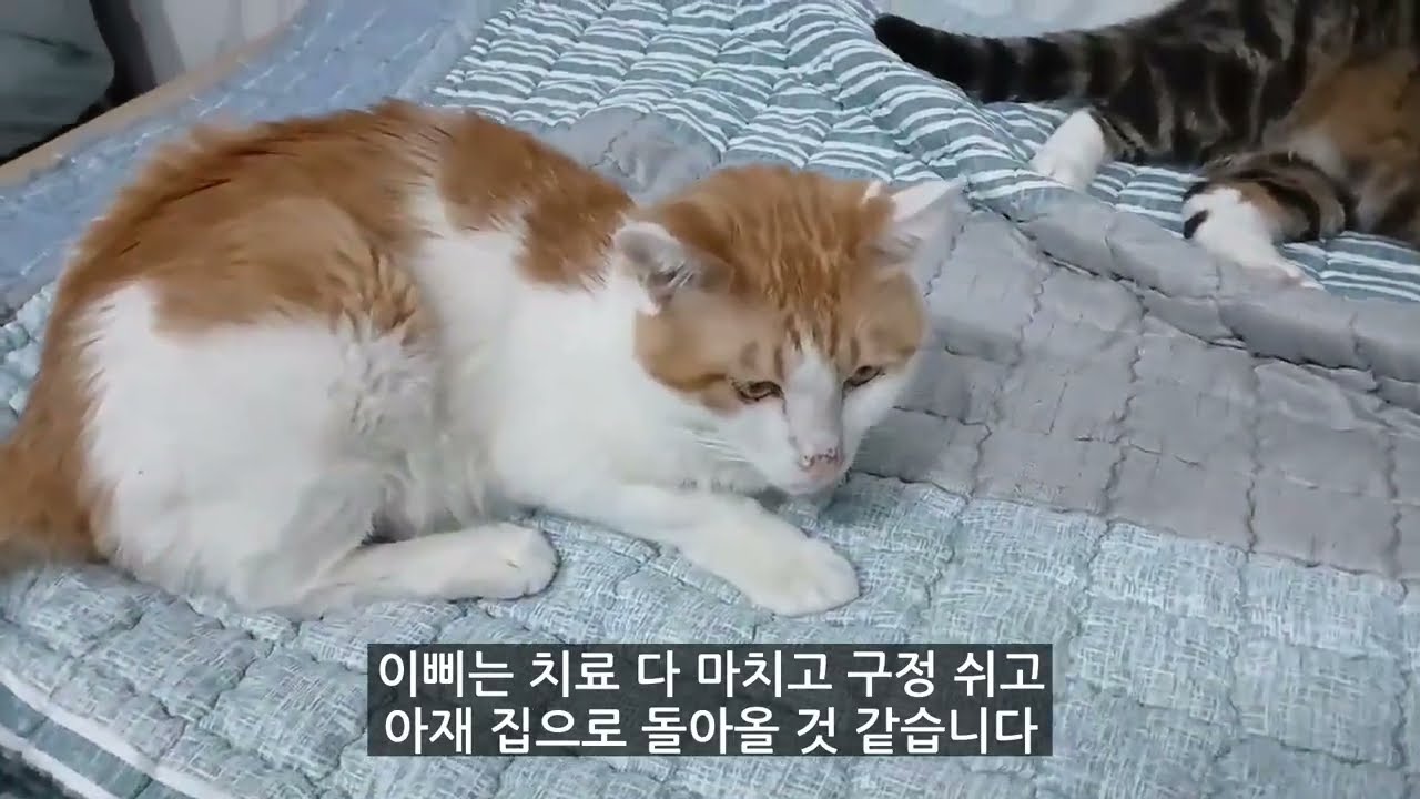 우는걸로는 아무것도 해결되지 않는다/복막염 치료/이삐 소식