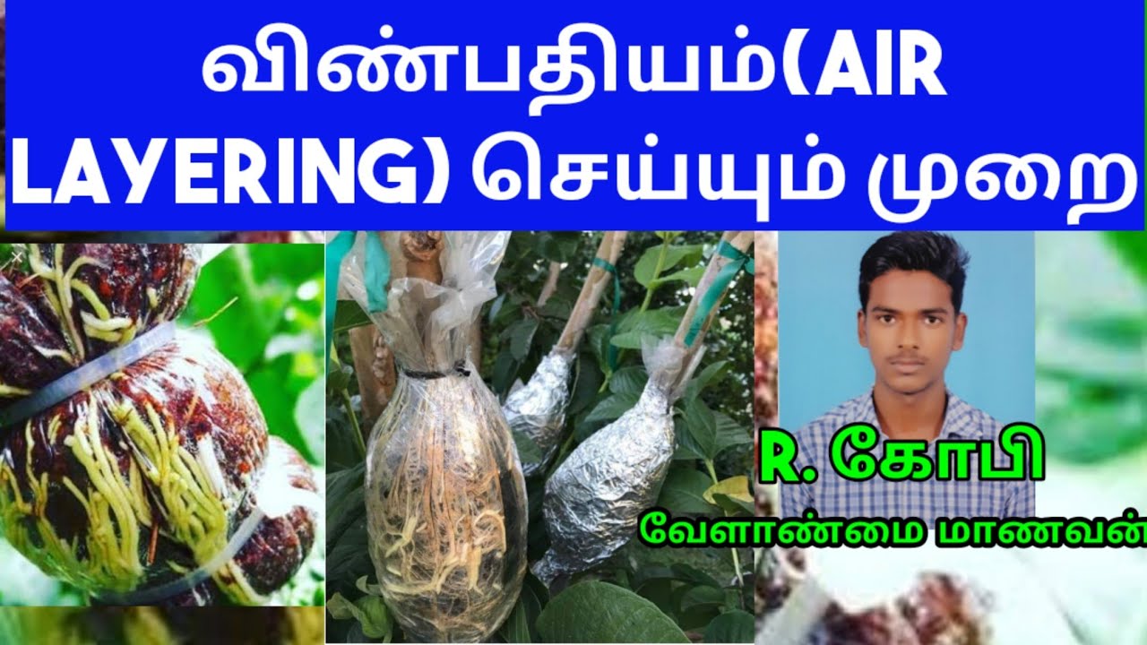விண் பதியம்(AIR LAYERING) மூலம் அதிகப்படியான சிறு செடிகளை உருவாக்க வேண்டுமா??