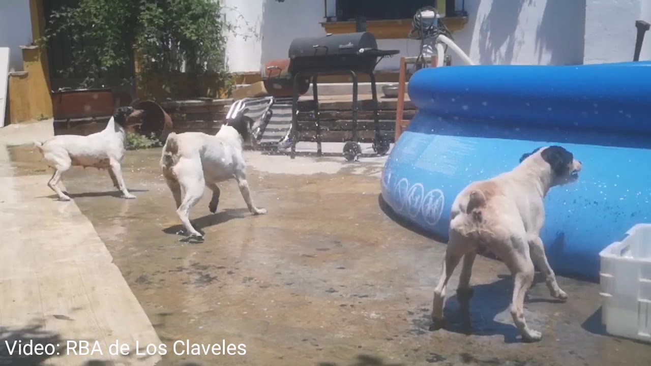 Ratonero bodeguero andaluz