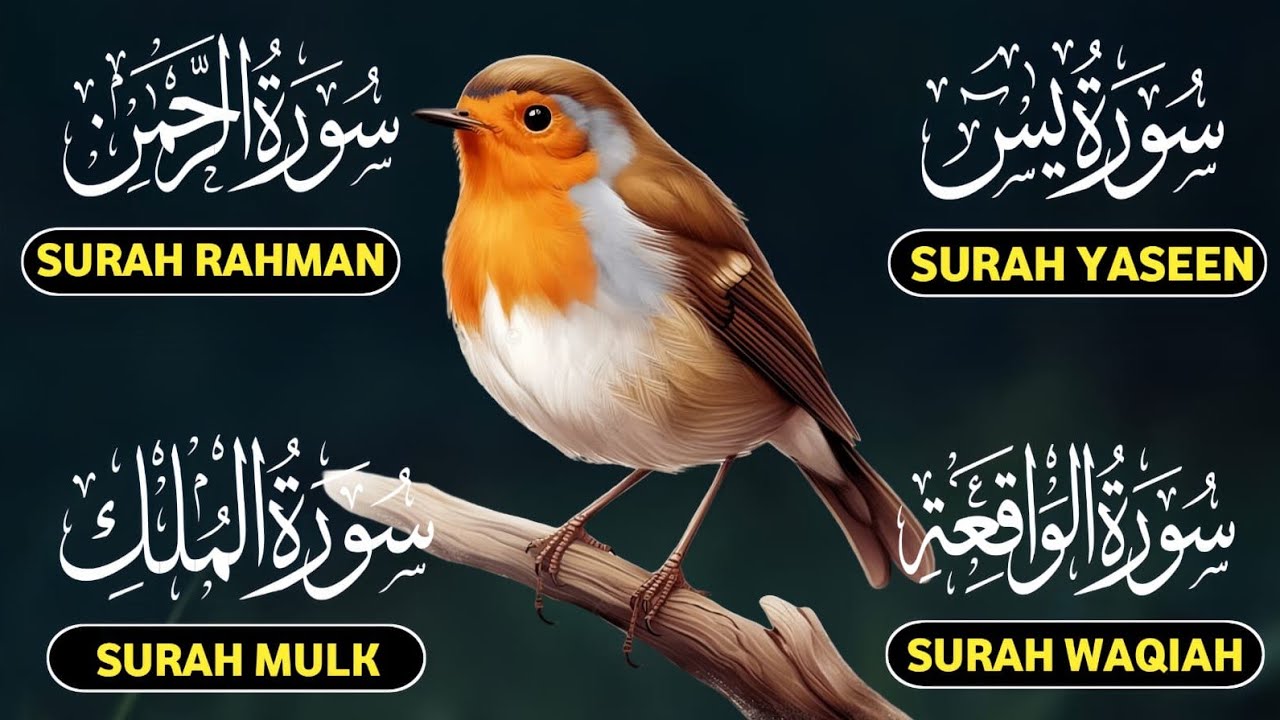 Beautiful Surah Yaseen (Yasin) | Surah Rahman | Surah Waqiah | Surah Mulk