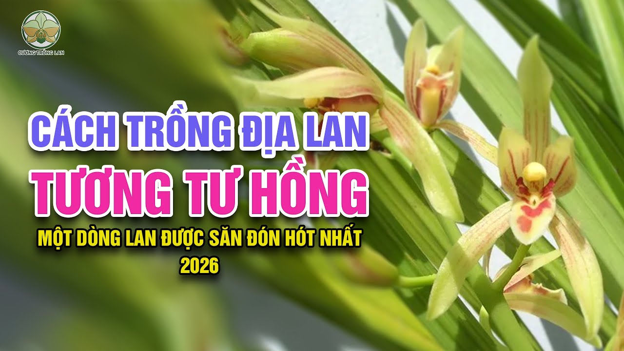 Cách trồng địa lan tương tư hồng đang được săn đón nhất 2026