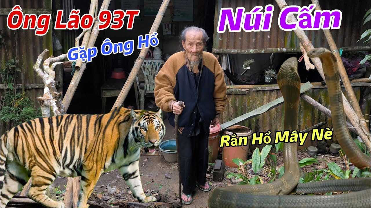 Xuất Hiện Ông Lão 93 Tuổi Sống Trên Núi Cấm Gặp Ông Hổ Và Rắn Hổ Mây To Lớn Nằm Trên Ngọn Cây