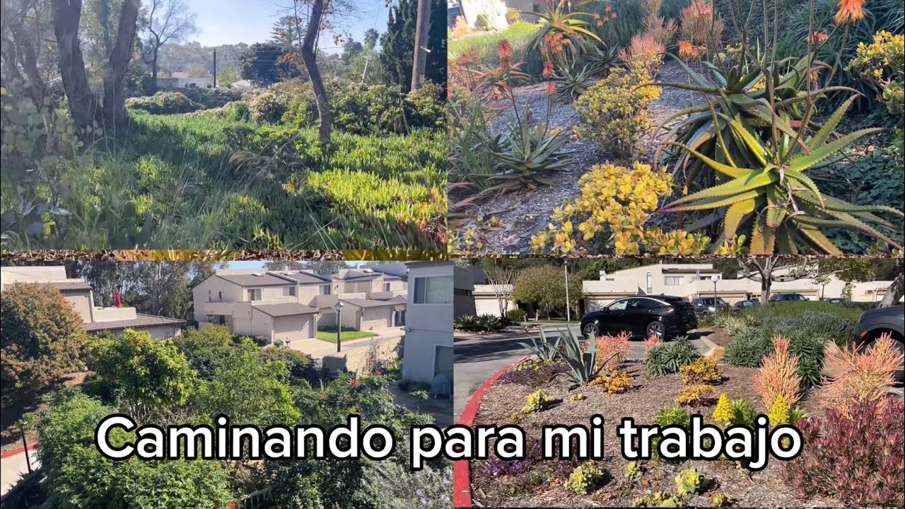 Estas plantas disfruto cuando camino a mi trabajo.