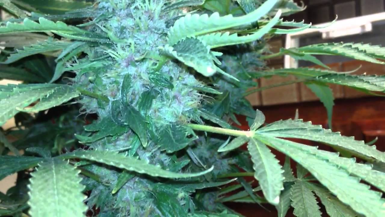 Purple Kush week 9