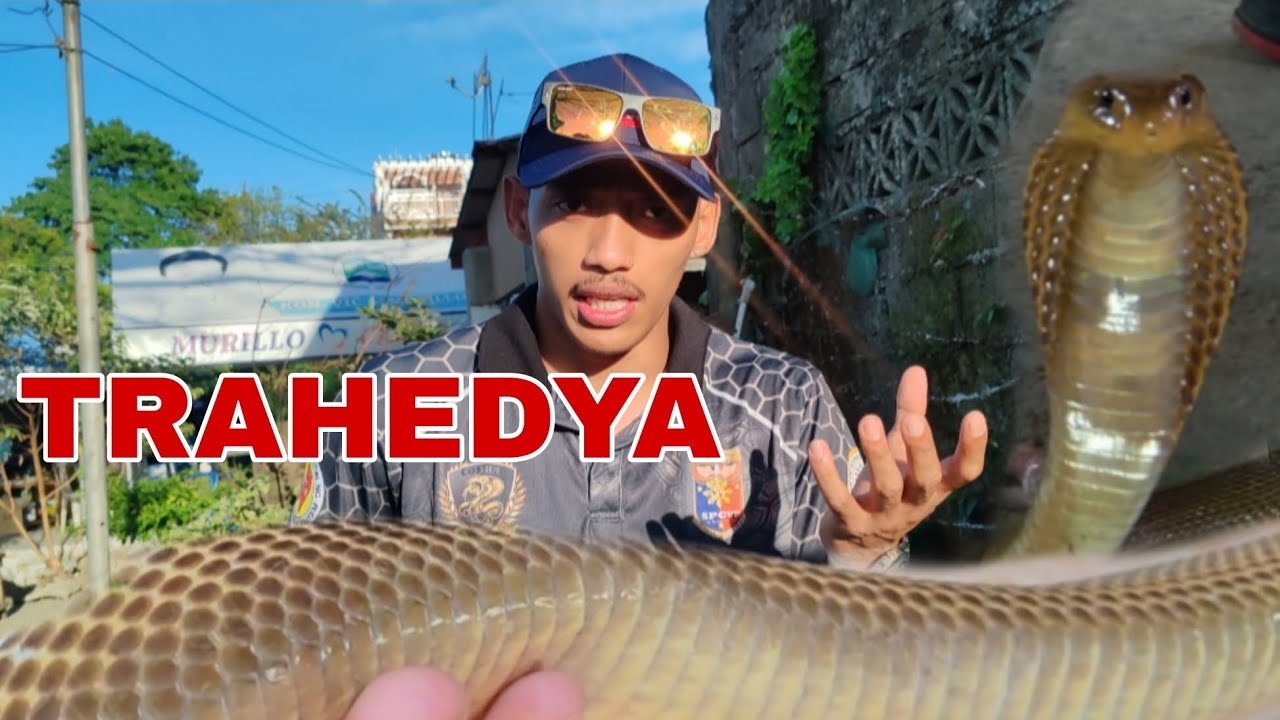 TRAHEDYA DULOT NG MAKAMANDAG NA COBRA #KABYAW #cobraprince #tolcobra #snake 