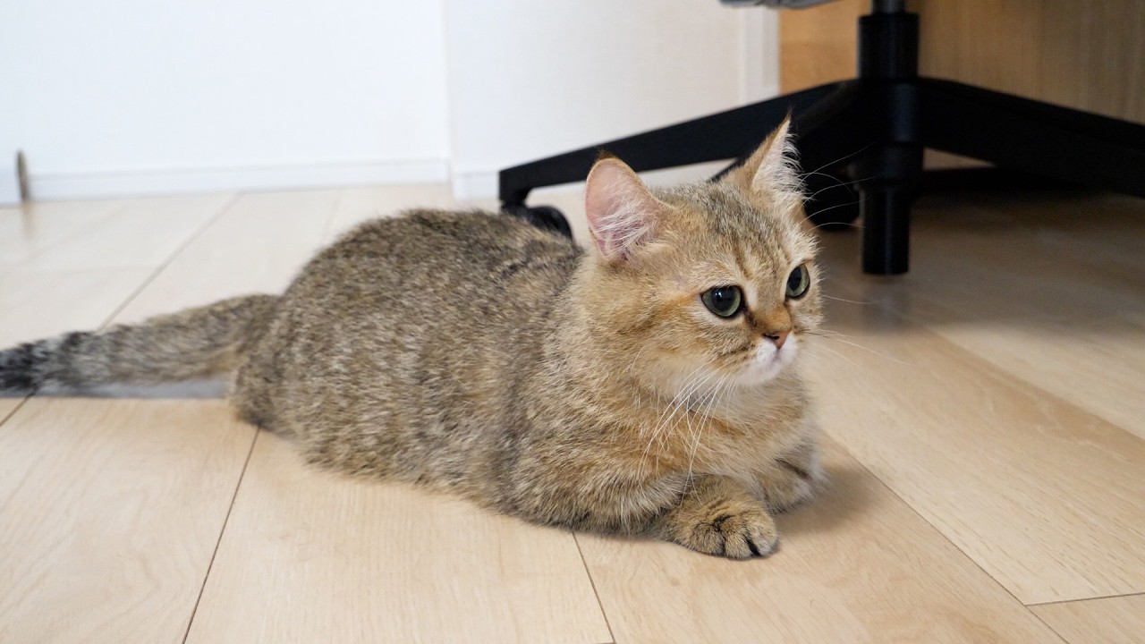 Cute cat watching over the kittens to make sure they don't fight...