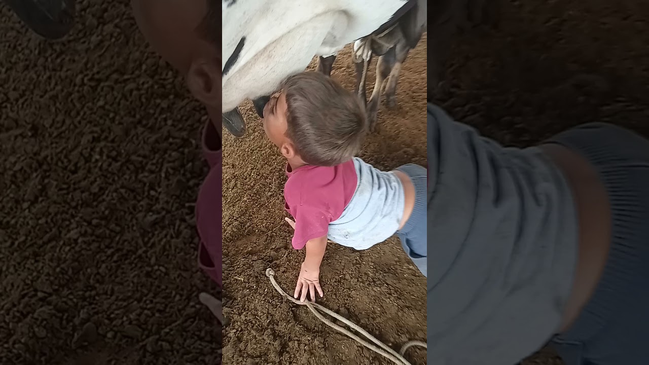bezerro mamando na vaca leiteira