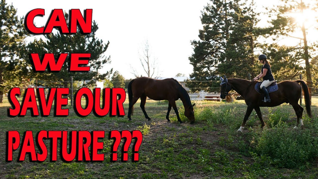 Bringing A Pasture Back To Life // Part One