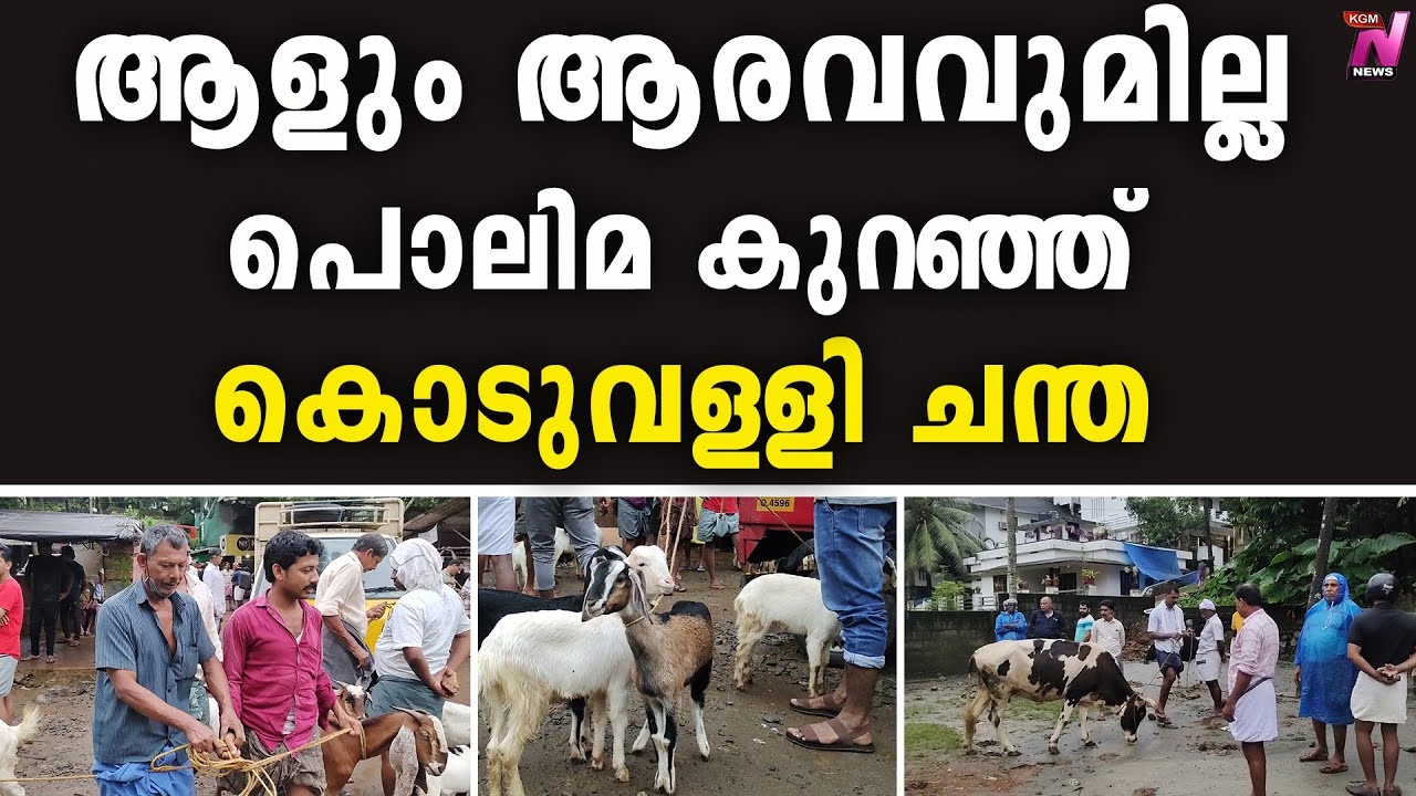 ആളും ആരവവുമില്ല പൊലിമ കുറഞ്ഞ് കൊടുവള്ളി ചന്ത | Koduvally |