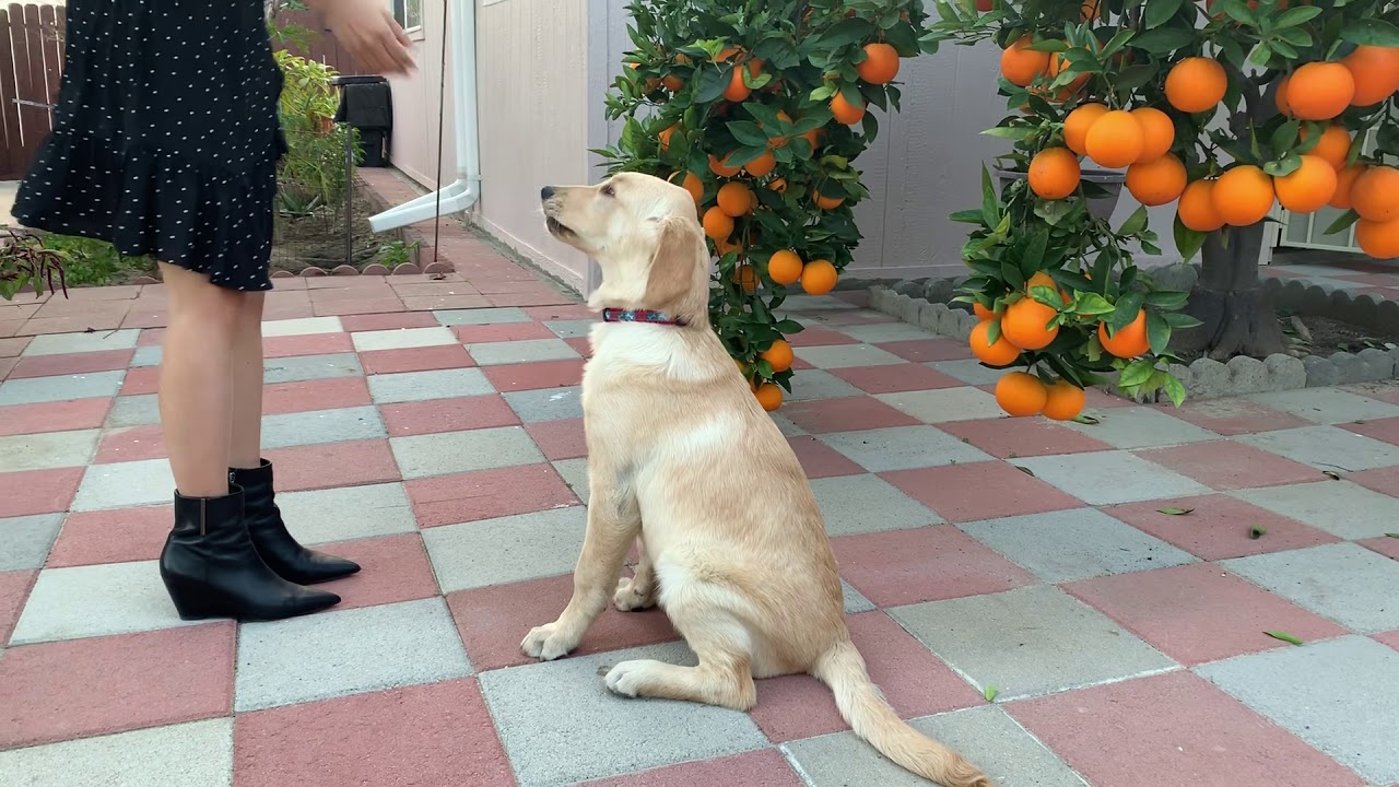 Huấn luyện cho chó . Giống Labrador Retriever.