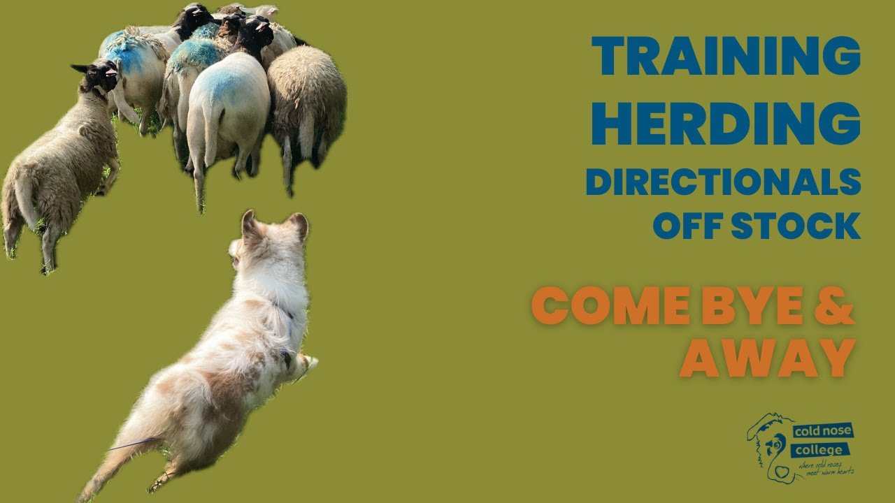 Training Herding Directionals Off Stock - Come Bye and Away