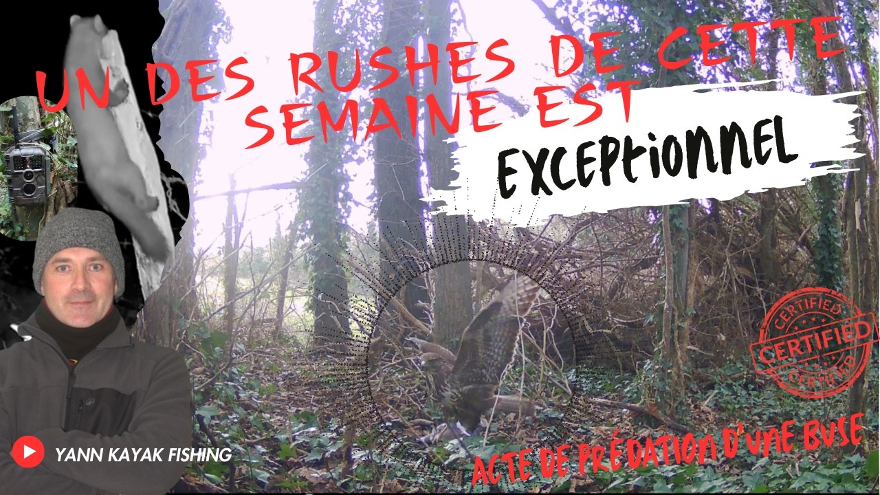 Un des rushes de cette semaine est exceptionnel :  acte de prédation d'une buse.