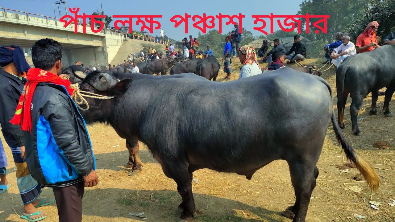 পাঁচ লক্ষ পঞ্চাশ হাজারে মহিষ ক্রয় || mohisher hat kaharol Dinajpur || buffalo market in Bangladesh 