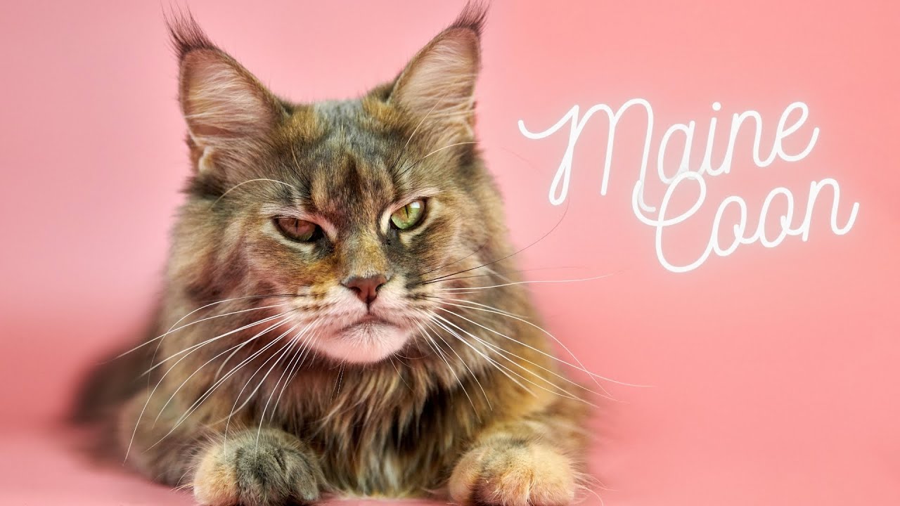 Gatto Maine Coon, il gigante buono