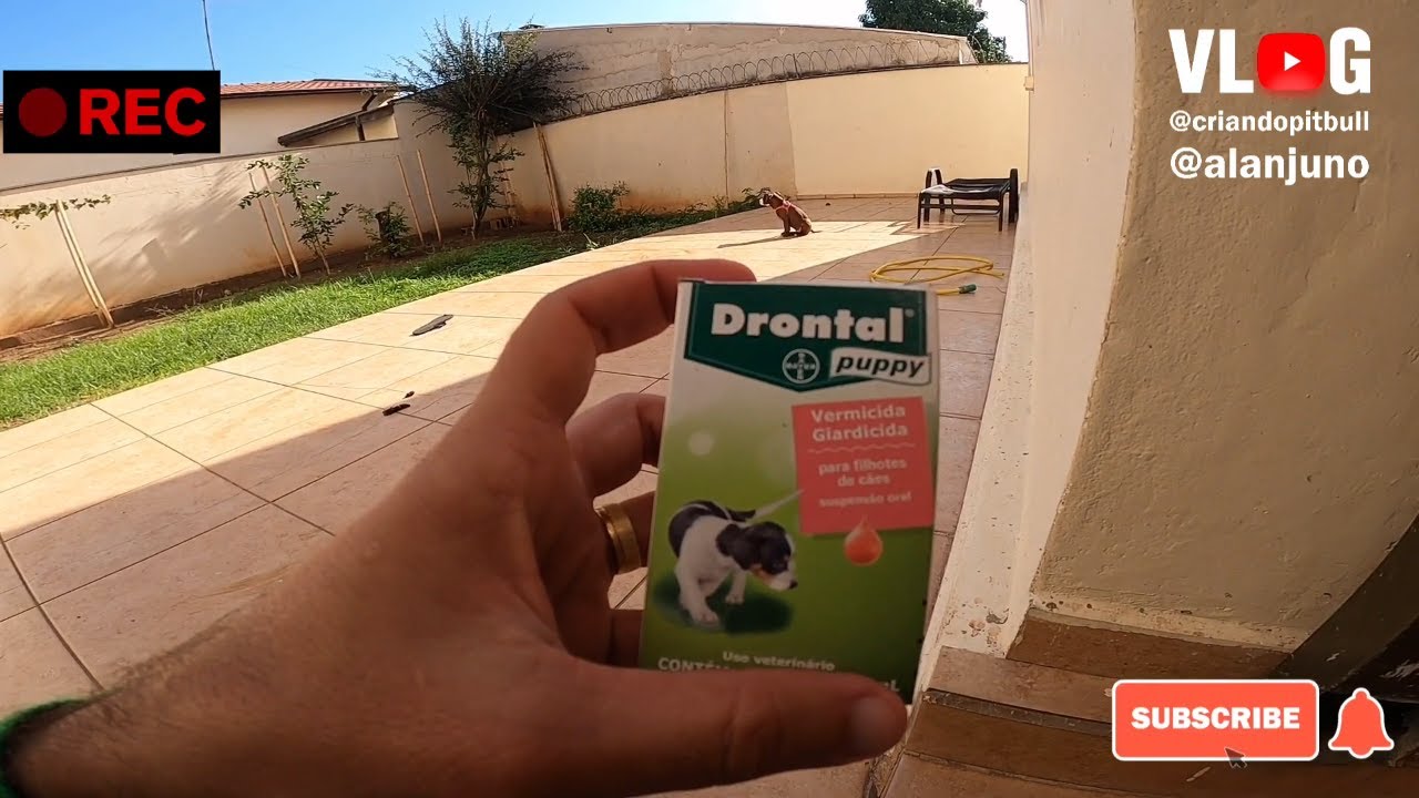 Como Aplicar Vermífugo via Oral - Drontal Puppy - Aplicação Passo a Passo - Estrela of Piffer