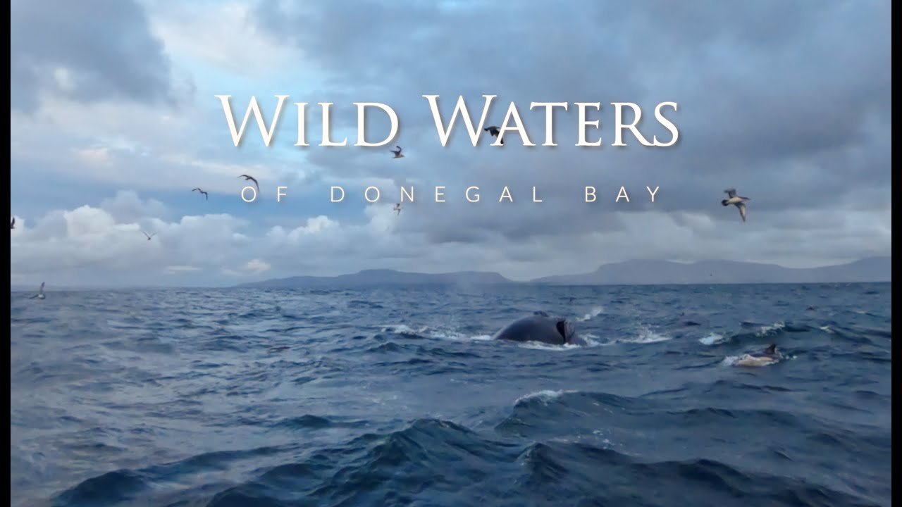 ✨ Wild Atlantic Way Adventure: Dolphins & Humpback Whales in Donegal 🌊