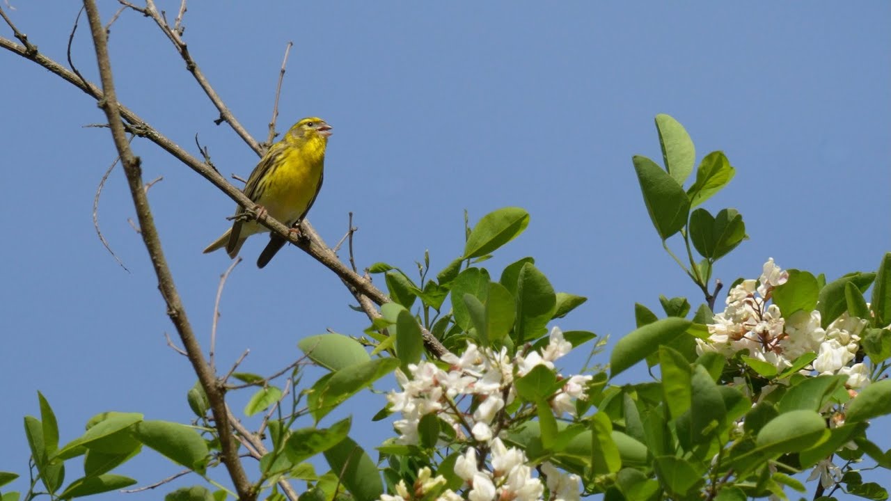 The very high pitched European serin song (serinus serinus)