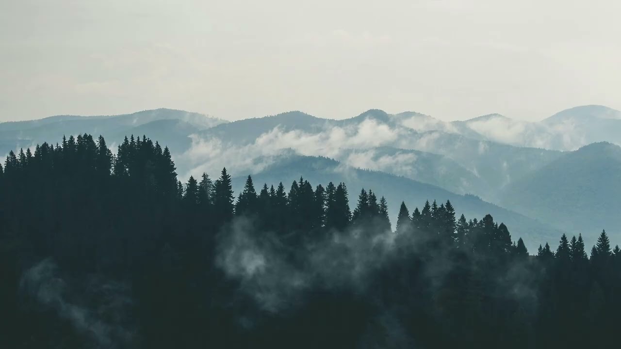 The Forest