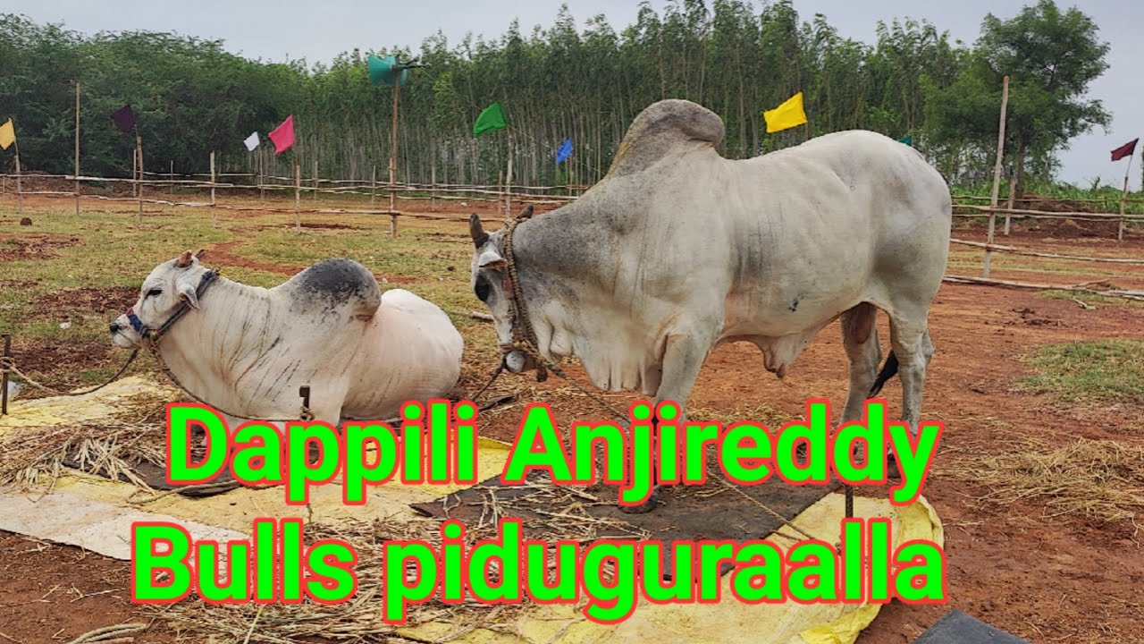 Dappili Anjireddy Bulls piduguraalla arrived shakamuru