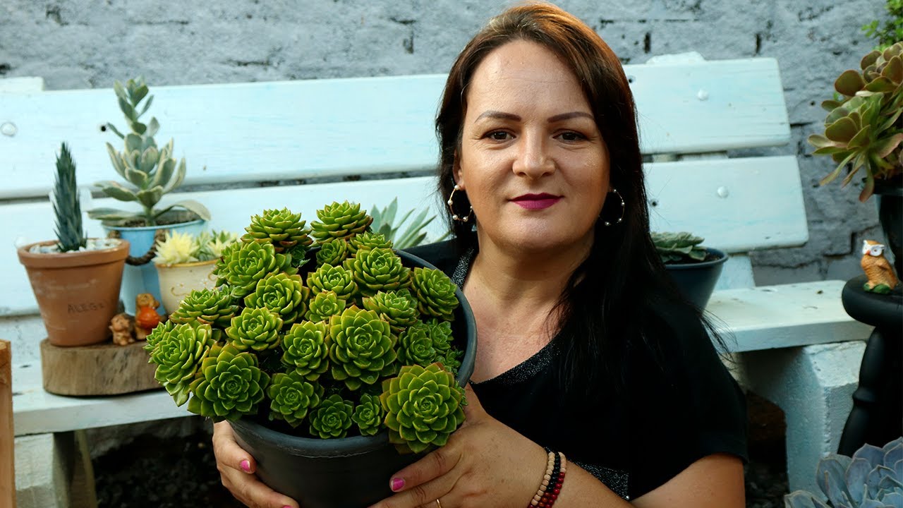 Minhas SUCULENTAS preferidas . #IDENTIFICADAS #COLEÇÃO