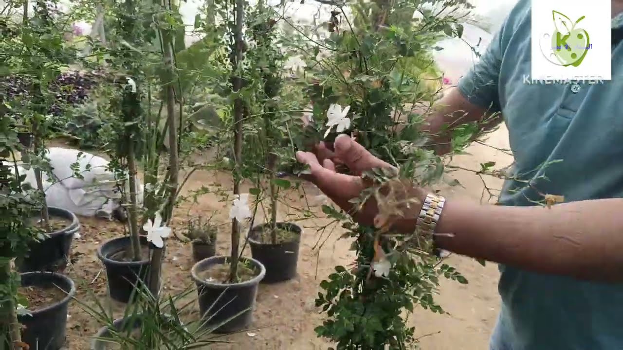 معلومه سريعه كيفيه الاهتمام بنبته الياسمين البلدي