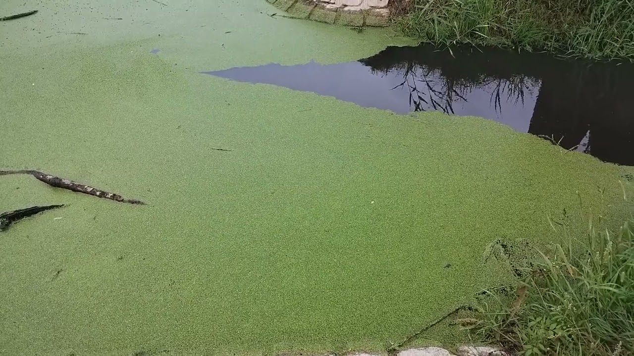 Rzęsa ( Lemna minor )