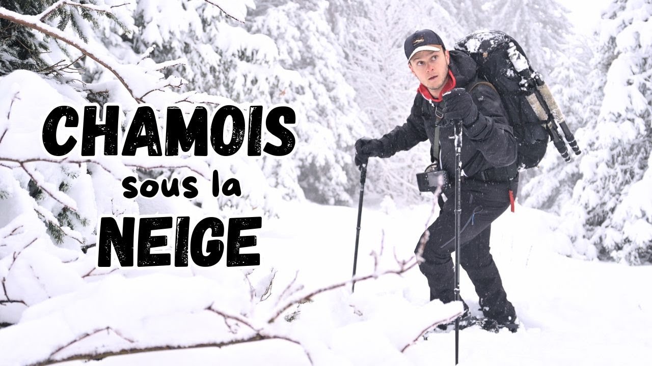Balade et Photo Animalière sous la Neige | Chartreuse