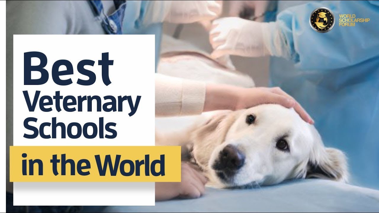 7 Best Vet Schools in the World 2022
