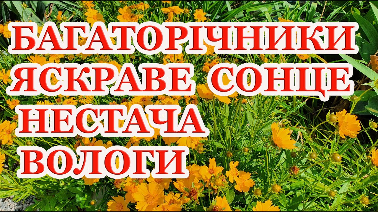 Сад без поливу.Посухостійкі багаторічники для квітників з мінімальним доглядом на  сонячних ділянках