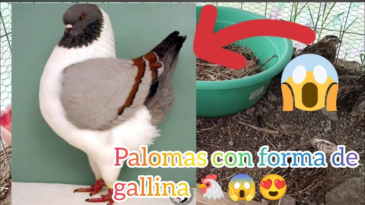 Ya pusieron HUEVOS mis codornices😍 huevitos miniatura, quiero tener palomas 😱😍