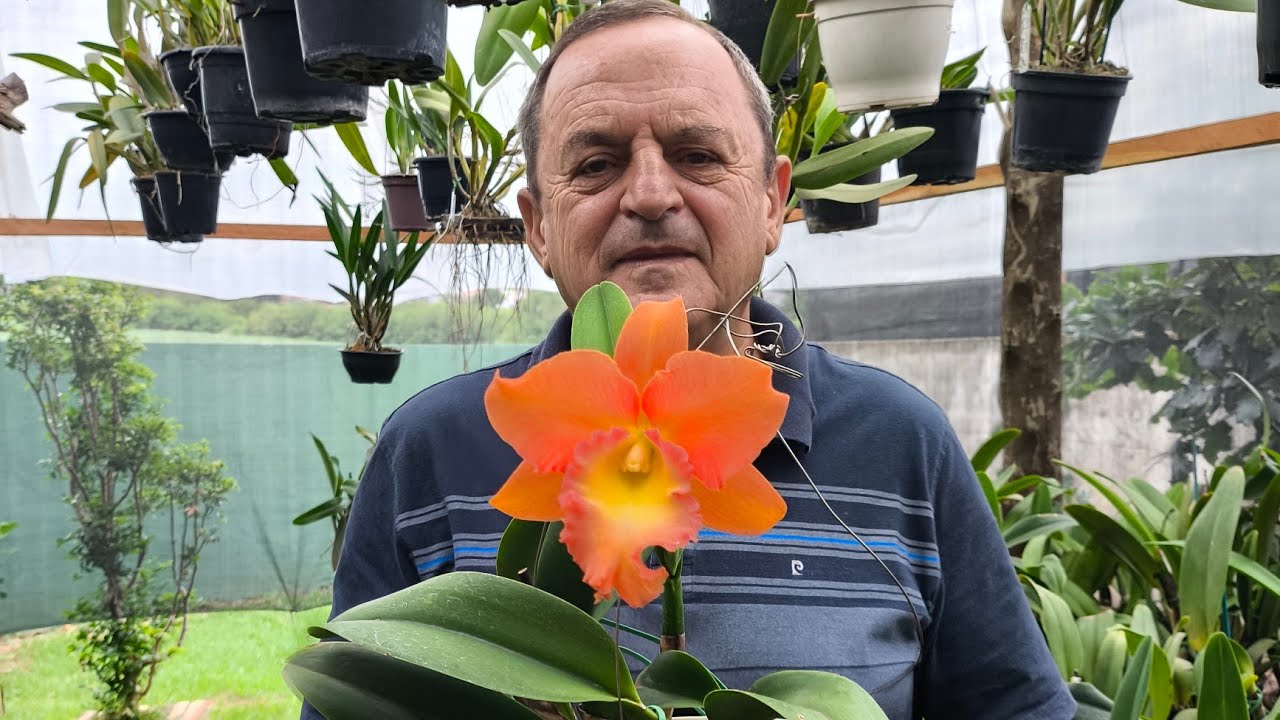 Mostrando as Big touceiras que fazem parte da minha historia com as orquideas. 