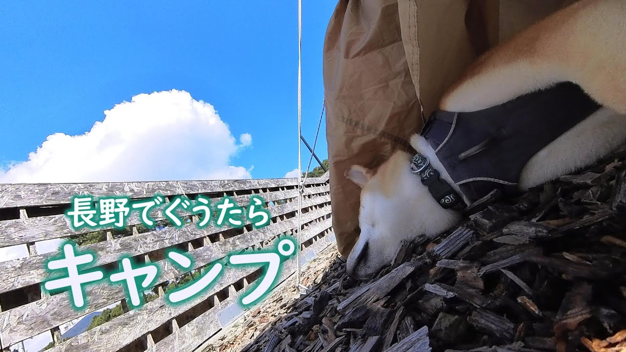 【犬連れキャンプ】柴犬はっさく ノーリードキャンプを満喫【長野】